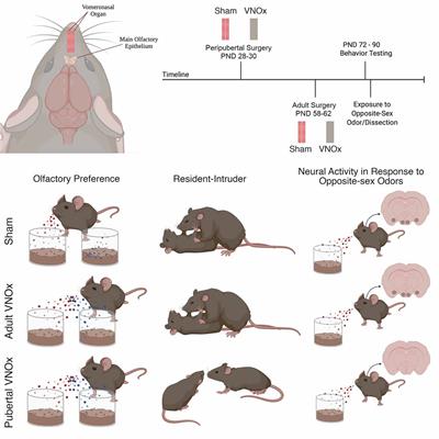 Puberty is a Critical Period for Vomeronasal Organ Mediation of Socio-sexual Behavior in Mice